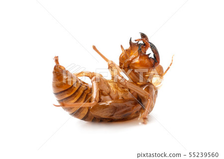 Semi-detached shell Semi-detached shell 55239560