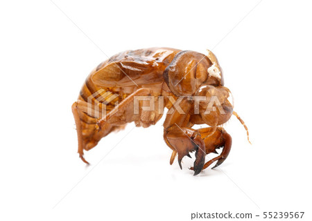 半獨立式外殼 半獨立式外殼 55239567