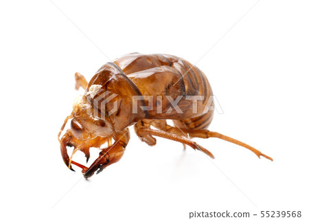 半獨立式外殼 半獨立式外殼 55239568