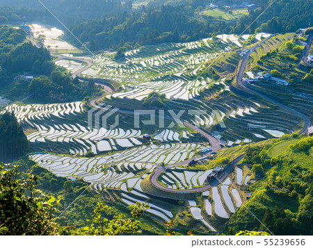 （全景）晚上觀看丸山千枚田 55239656