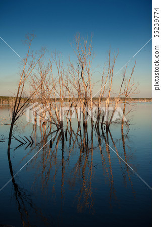 The reflection of dry trees in the water The reflection of dry trees in the water 55239774