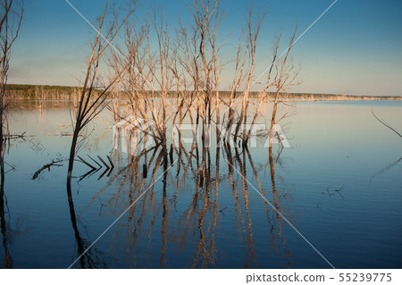 The reflection of dry trees in the water The reflection of dry trees in the water 55239775