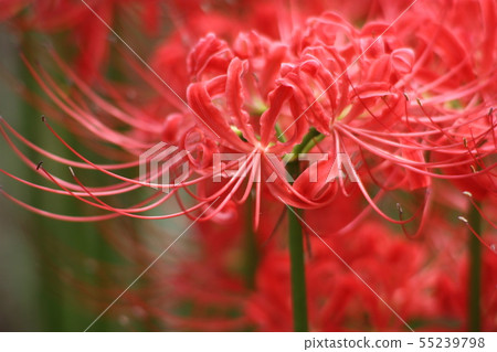 Cluster amaryllis Cluster amaryllis 55239798