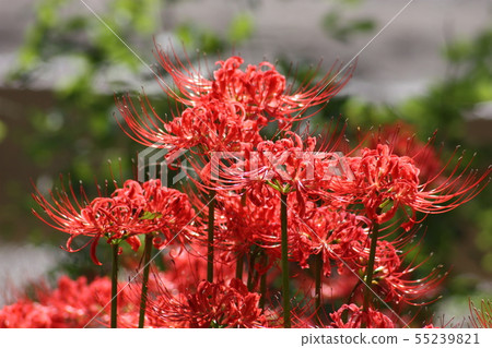 Cluster amaryllis Cluster amaryllis 55239821