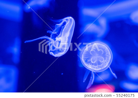 Aquarium jellyfish Aquarium jellyfish 55240175