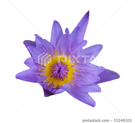 Purple lotus flower isolated on white background Purple lotus flower isolated on white background 55240203