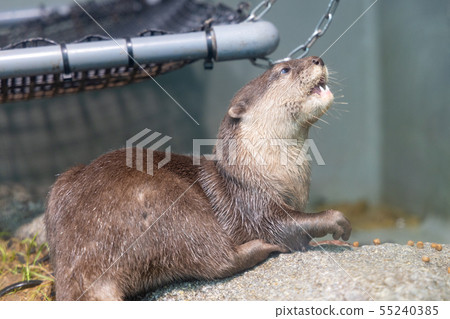 Kotsumekawauso 55240385