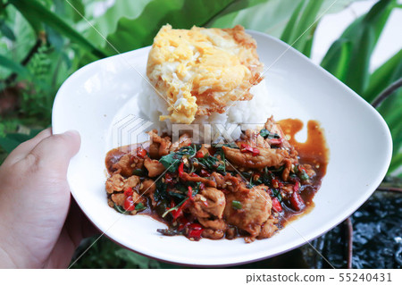 stir-fried pork with fried egg, holy basil and stir-fried pork with fried egg, holy basil and 55240431