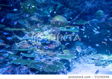 魚,鯊魚 魚,鯊魚 55240446