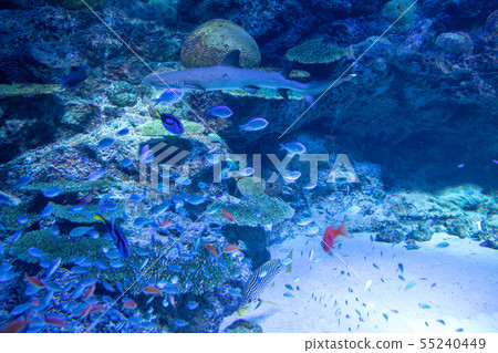 魚,鯊魚 魚,鯊魚 55240449
