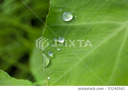 Polka dot Polka dot 55240561