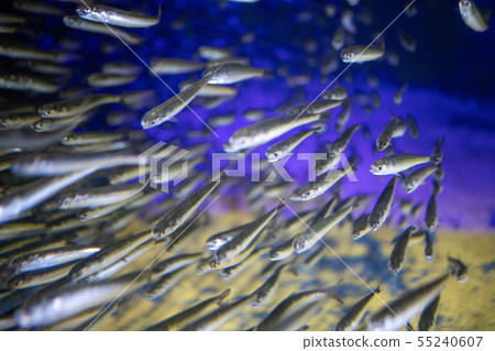 Aquarium fish Aquarium fish 55240607