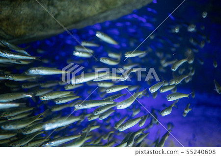 Aquarium fish Aquarium fish 55240608