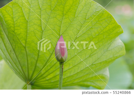 蓮花的芽 55240866