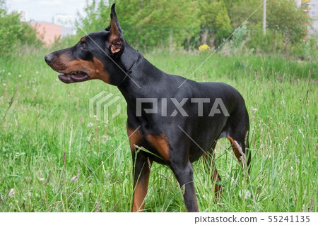 Cute doberman pinscher close up. Cute doberman pinscher close up. 55241135