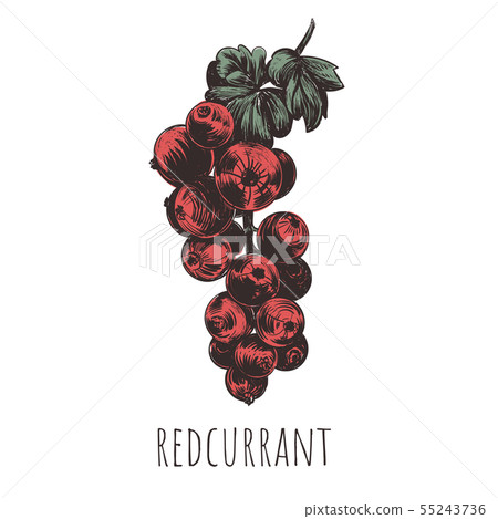 redcurrant vector illustration. red currant redcurrant vector illustration. red currant 55243736