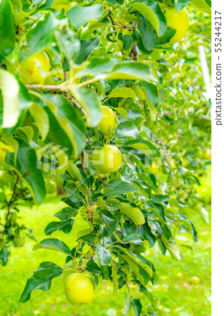 Green apple Material [Nagano Prefecture] 55244217