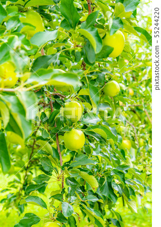 Green apple Material [Nagano Prefecture] 55244220