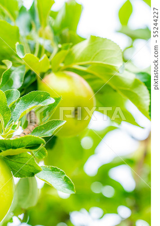 Green apple Material [Nagano Prefecture] 55244227