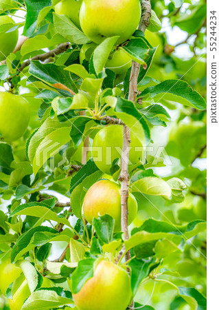 Green apple Material [Nagano Prefecture] 55244234