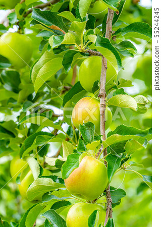 Green apple Material [Nagano Prefecture] 55244245