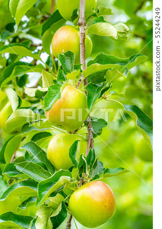 Green apple Material [Nagano Prefecture] 55244249