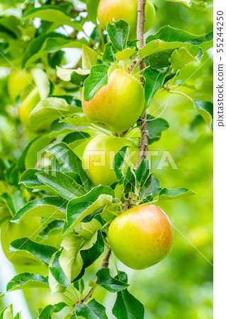 Green apple Material [Nagano Prefecture] 55244250