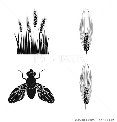 Isolated object of rye and plant sign. Collection of rye and corn vector icon for stock. Isolated object of rye and plant sign. Collection of rye and corn vector icon for stock. 55244446