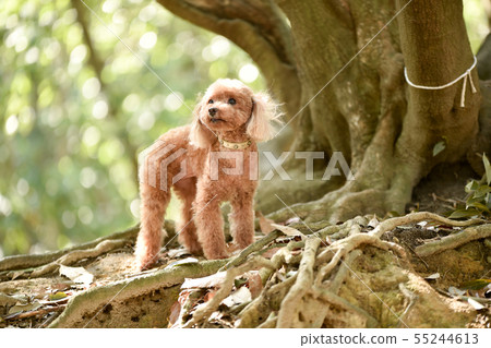 toy poodle  55244613