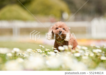 toy poodle  55244614