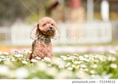 玩具貴賓犬 55244618