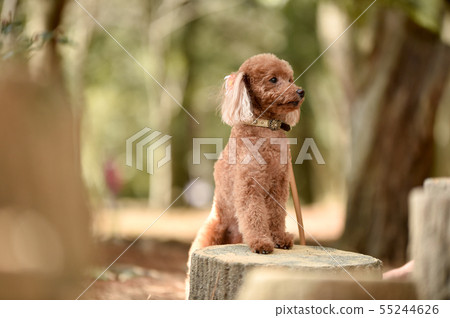 toy poodle  55244626