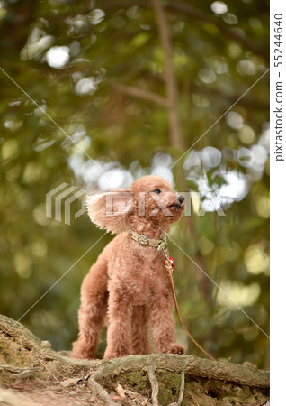 toy poodle  55244640