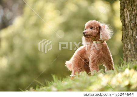 toy poodle  55244644