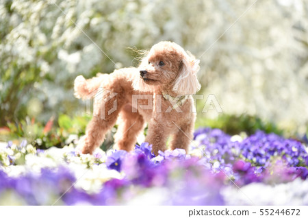 toy poodle  55244672