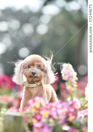 toy poodle  55244673