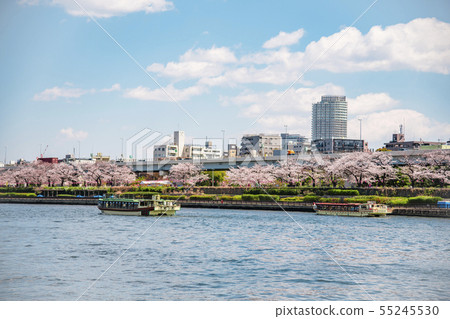 [Sumida Park cherry blossoms] 55245530