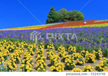 [北海道]上富良野ano野農場在晴朗的天氣下 55245746
