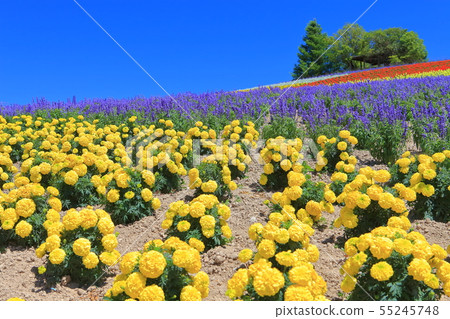 [Hokkaido] Kamifurano Kanno Farm under sunny weather 55245748
