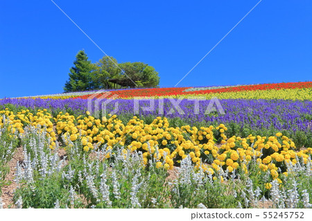 [北海道]上富良野ano野農場在晴朗的天氣下 55245752