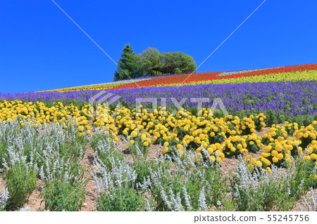 [北海道]上富良野ano野農場在晴朗的天氣下 55245756