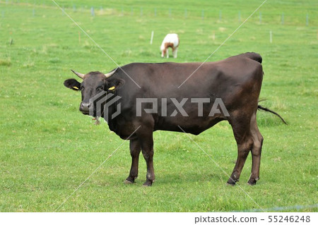 Japanese beef 55246248