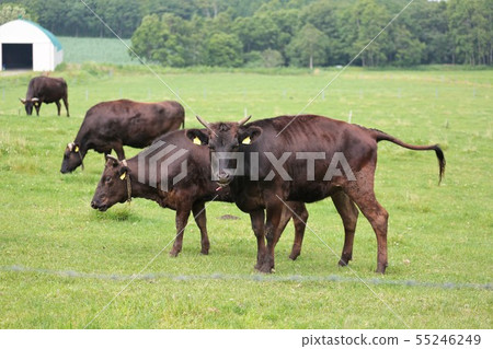 Japanese beef 55246249