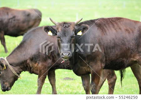 Japanese beef 55246250