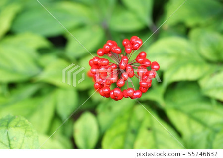 Ginseng berries 55246632