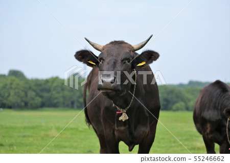 Japanese beef 55246662