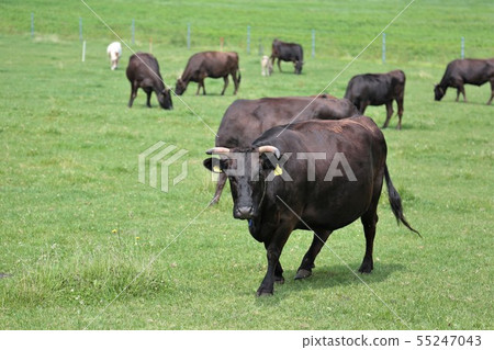 Japanese beef 55247043