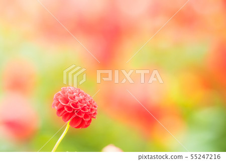 大麗花 大麗花 55247216