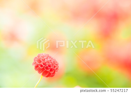 大麗花 大麗花 55247217