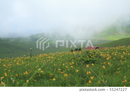Kuramayama plateau Nikkosuguge Kuramayama plateau Nikkosuguge 55247227
